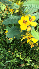 Chamaecrista fasciculata