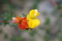 Aspalathus crassisepala