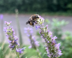 Anthidium manicatum