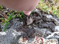 Umbilicaria