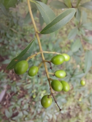 Ligustrum vulgare