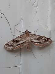 Parapoynx obscuralis