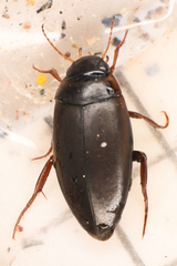 Agabinae