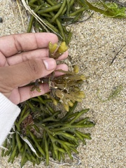 Fucus distichus