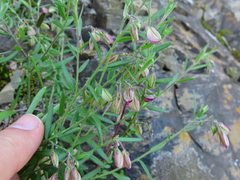 Polygala affinis