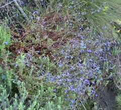 Lobelia neglecta