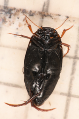 Agabinae