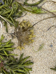 Fucus distichus