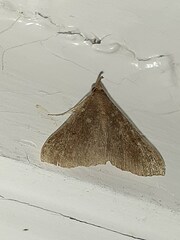 Renia discoloralis