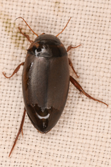 Agabinae