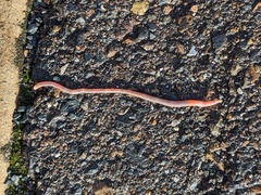Lumbricus terrestris