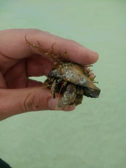 Calcinus laevimanus