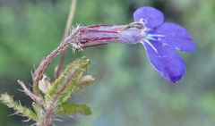 Lobelia neglecta