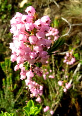 Erica irregularis