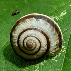 Helicellinae