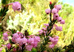 Erica irregularis