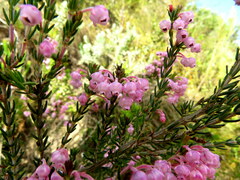 Erica irregularis