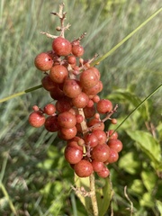 Maianthemum racemosum