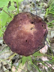 Aureoboletus russellii