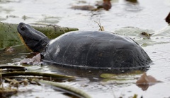 Emydoidea blandingii