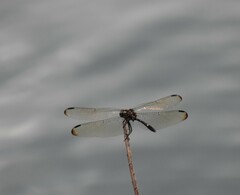Dythemis velox