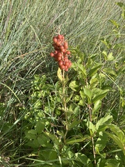 Maianthemum racemosum