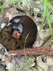 Aureoboletus russellii