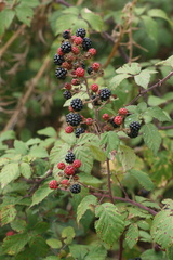 Rubus fruticosus