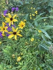 Coreopsis tripteris