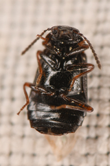 Omaliinae