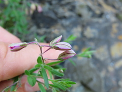 Polygala affinis