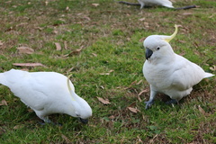 Cacatua galerita