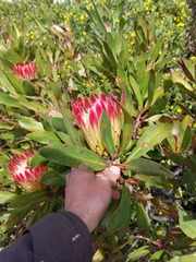 Protea eximia