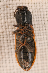 Pseudanostirus