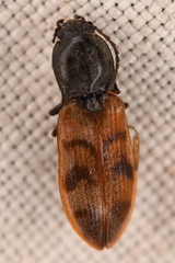 Pseudanostirus
