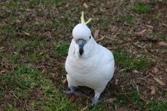 Cacatua galerita