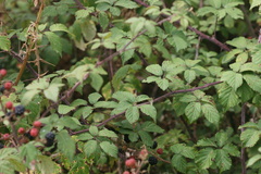 Rubus fruticosus