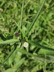 Eclipta prostrata