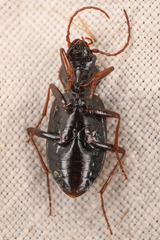 Nebria intermedia