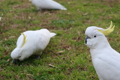 Cacatua galerita