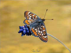 Euphydryas aurinia