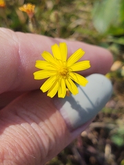Crepis capillaris