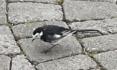 Motacilla alba yarrellii