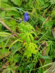 Aconitum delphiniifolium