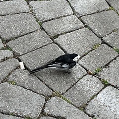 Motacilla alba yarrellii