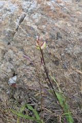 Calochortus tiburonensis