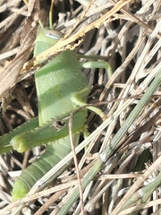 Anacridium aegyptium