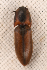 Sericus incongruus