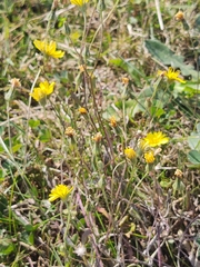 Crepis capillaris