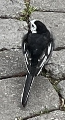 Motacilla alba yarrellii